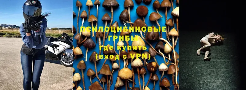 Псилоцибиновые грибы Psilocybine cubensis  мега вход  Карасук 